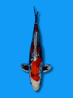 Beni Kikokuryu | Koi&Co.